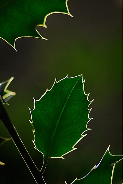 flore 03_04_10n02bis.jpg - .